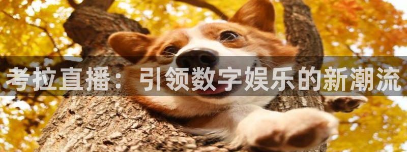 龙门直播体育：考拉直播：引领数字娱乐的新潮流