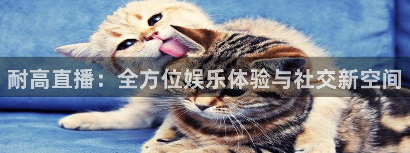 龙门直播nba免费直播在线观看：耐高直播：全方位娱乐体验与社交新空间